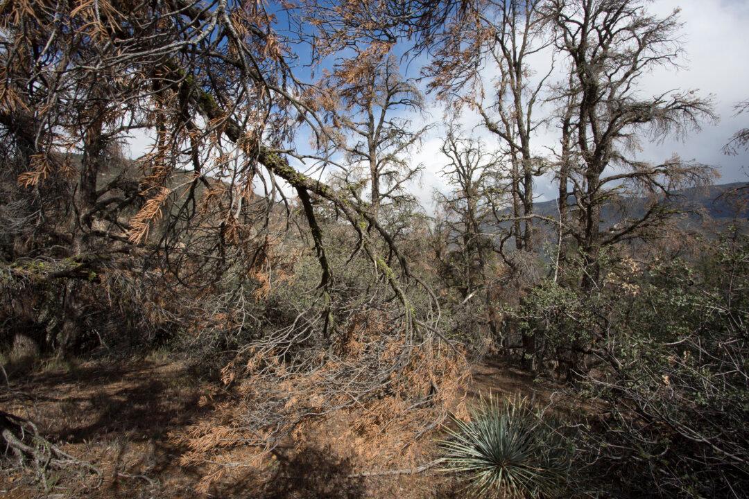Extreme Droughts Weaken Trees’ Ability to Soak Up Carbon