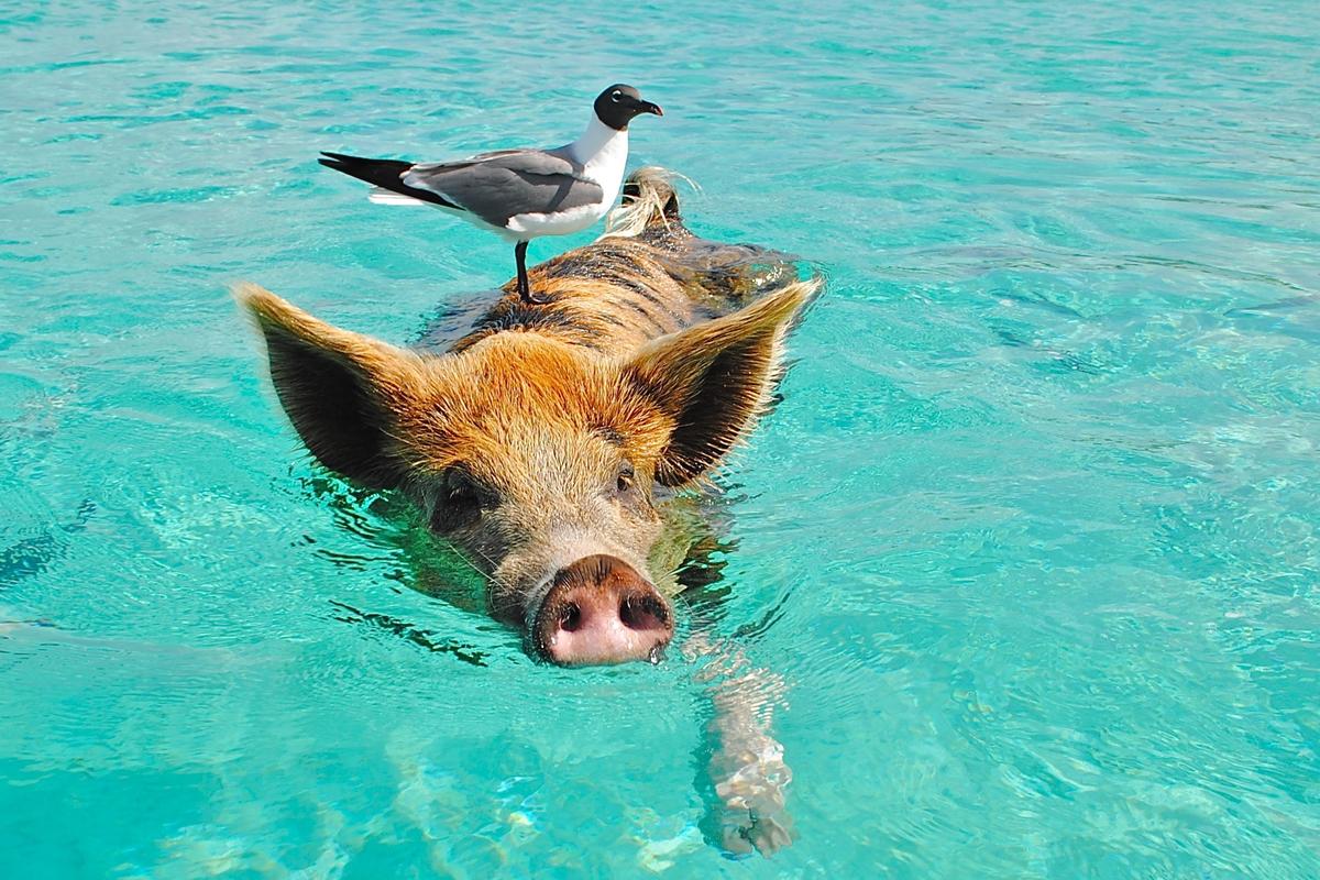 Friendly Swimming Pigs in Bahamas, No Kidding (+ Photos, Videos)