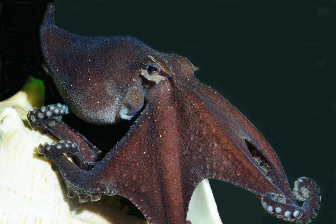 Odd Suckers: Octopus Species That’s Weirdly Social, Romantic