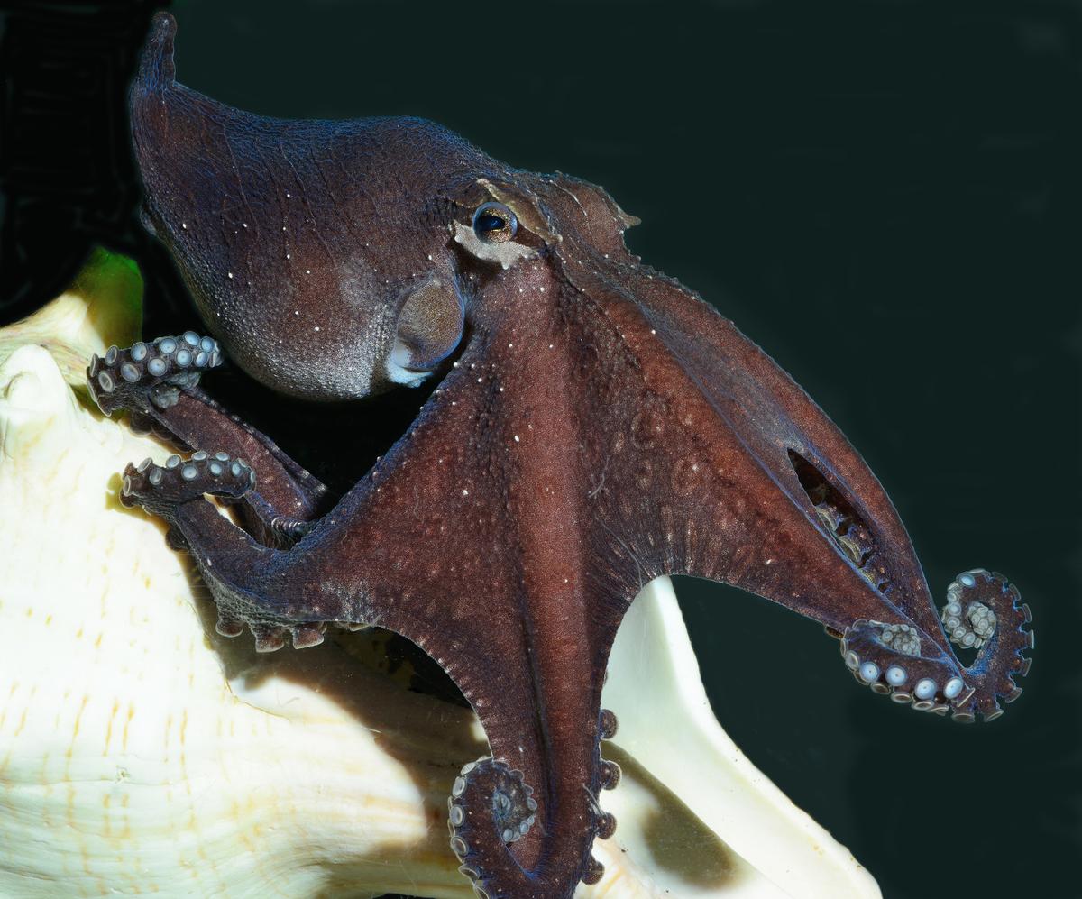 Odd Suckers: Octopus Species That’s Weirdly Social, Romantic