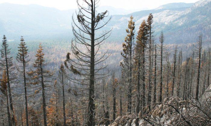 Wildfires Push Plants to Move North