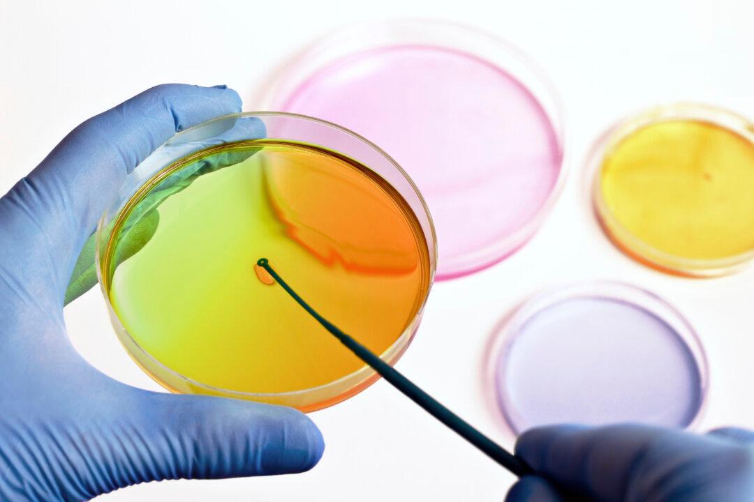 Engineered Yeast Turns Sugar Into Painkiller