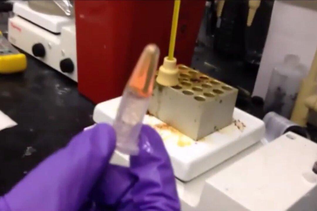 University Research Team Discovers Edible Solar Technology