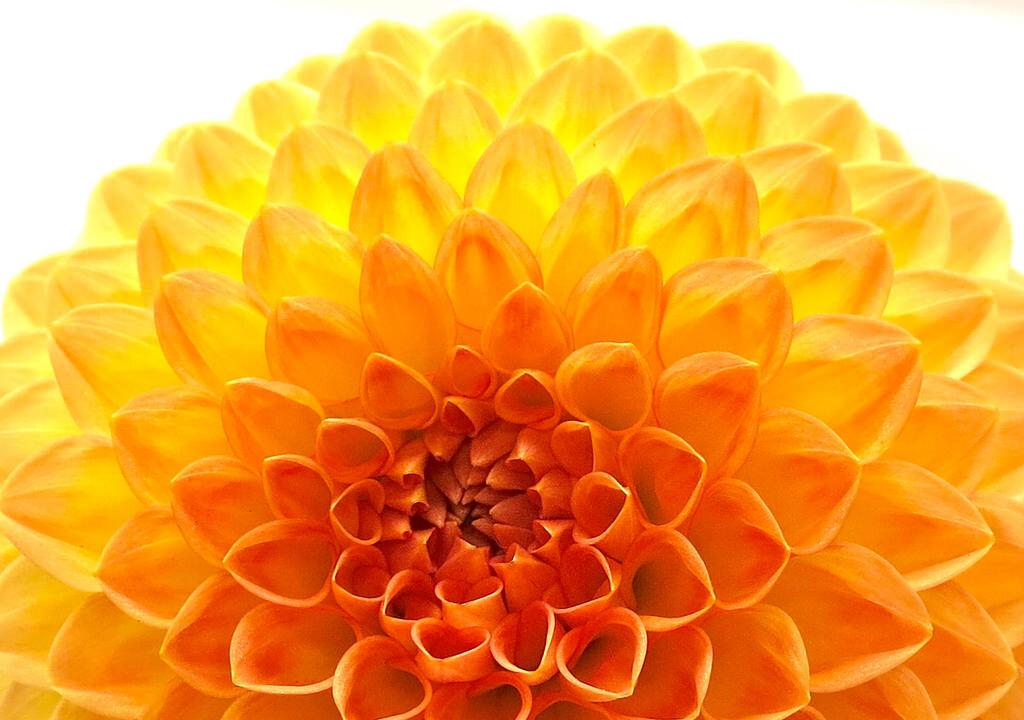 In the Push for Marketable Skills, Are We Forgetting the Beauty and Poetry of STEM Disciplines?