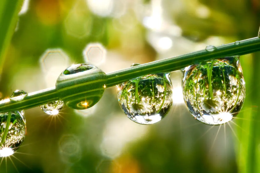 Can Droplets That ‘Dance’ Purify Water?