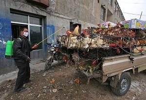 Bird Flu Already in Nine Chinese Regions