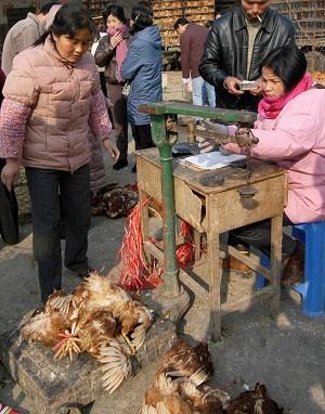 WHO Urges China To Share Bird Flu Samples