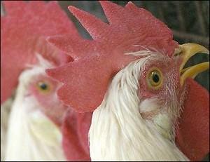Bird Flu Whistle-Blower Arrested