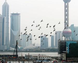 Guangzhou Man Died of Suspected Bird Flu