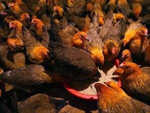 Whoever Reports Bird Flu Becomes a Public Enemy in China