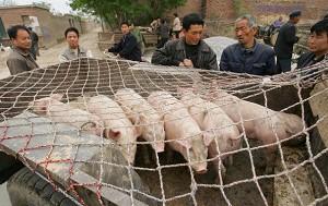 Hundreds Poisoned by Tainted Meat in Shanghai