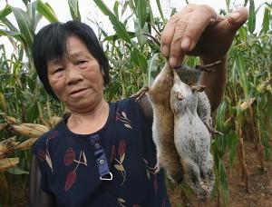 Chinese ‘Trucking’ Live Rats to Restaurants