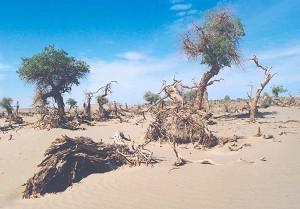 Northwest China Facing Ecological Crisis