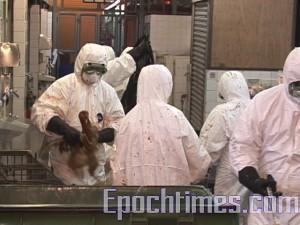 Hong Kong Faces Most Severe Avian Flu Threat Since 1997