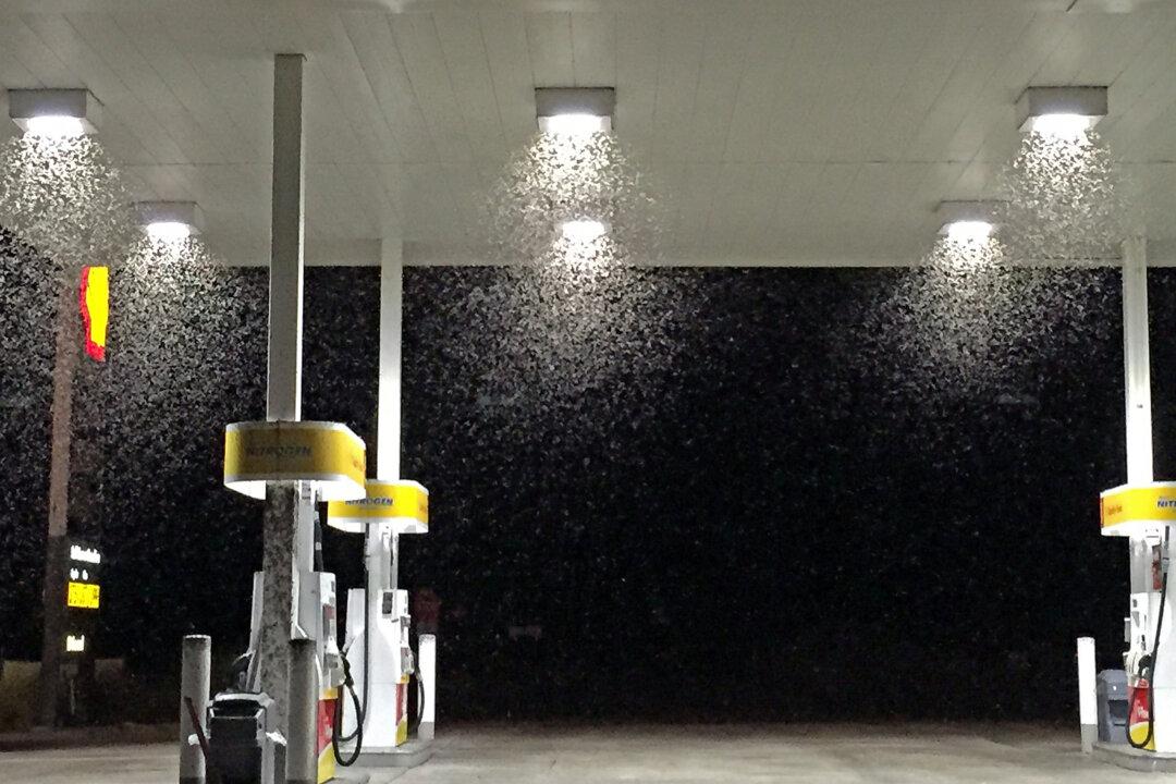 ‘They’re in Everything’: California Bug Outbreak Irks Towns