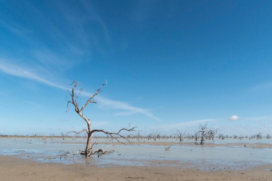 Drought Can Kill Trees for Years and Years