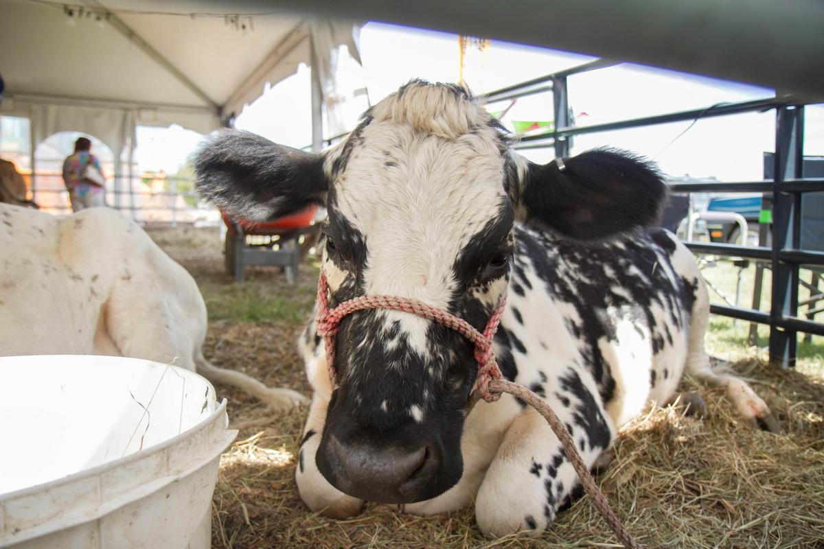 Mississippi: Truck Carrying 100 Cows Overturns and Releases Them Onto Interstate