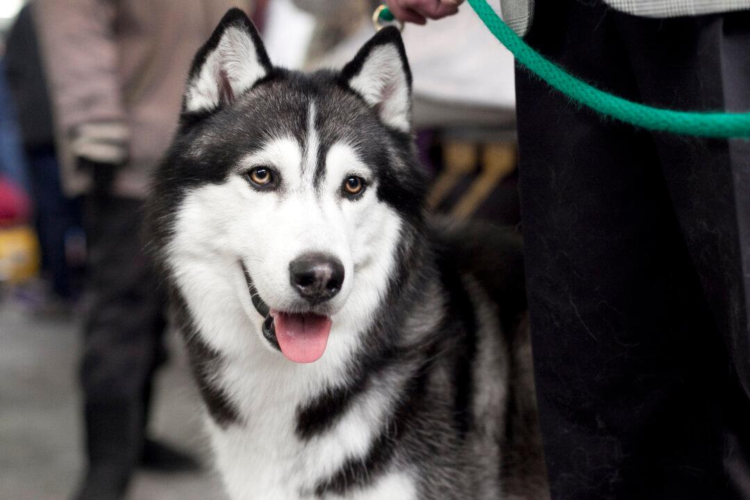Tens of Thousands Sign Petition to Save Husky That Bit Off Boy’s Hand
