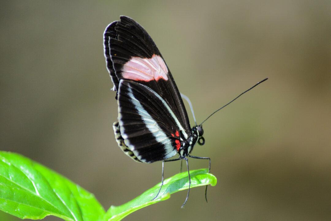 Better Weather Forecasts Based on ‘Butterfly Effect’
