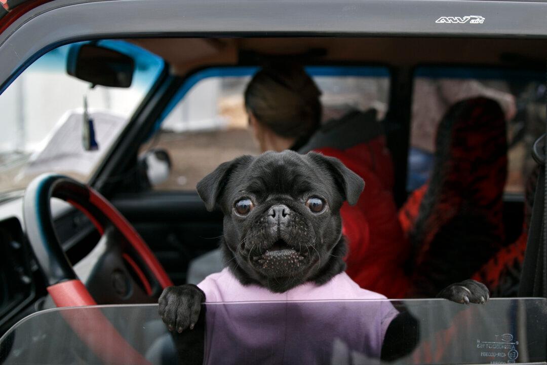 10 Dog Photos of Sheer Greatness and Hilarity for National Dog Day