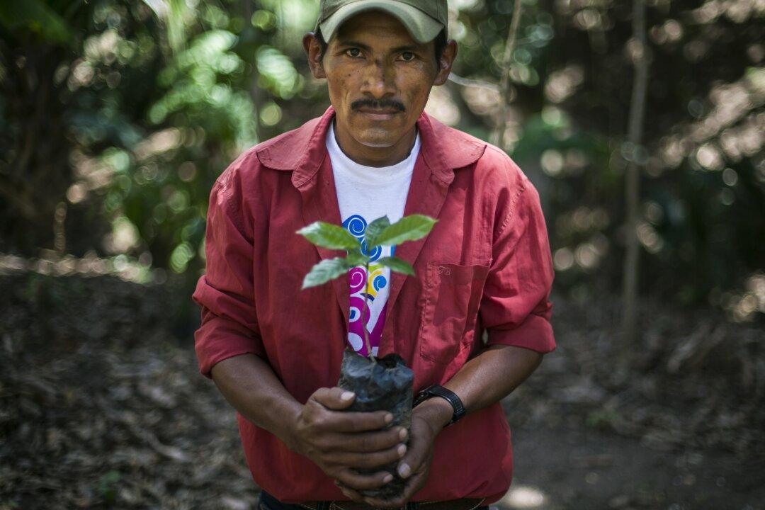 Demand for Coffee Squeezes Poor Farmers