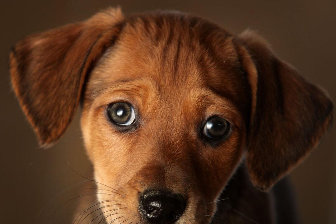 After Dog Was Put Down, Vet Sends Owner a Poem