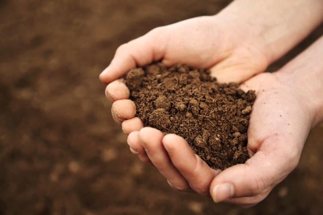 This Hot Process Revives Soil After Oil Spills