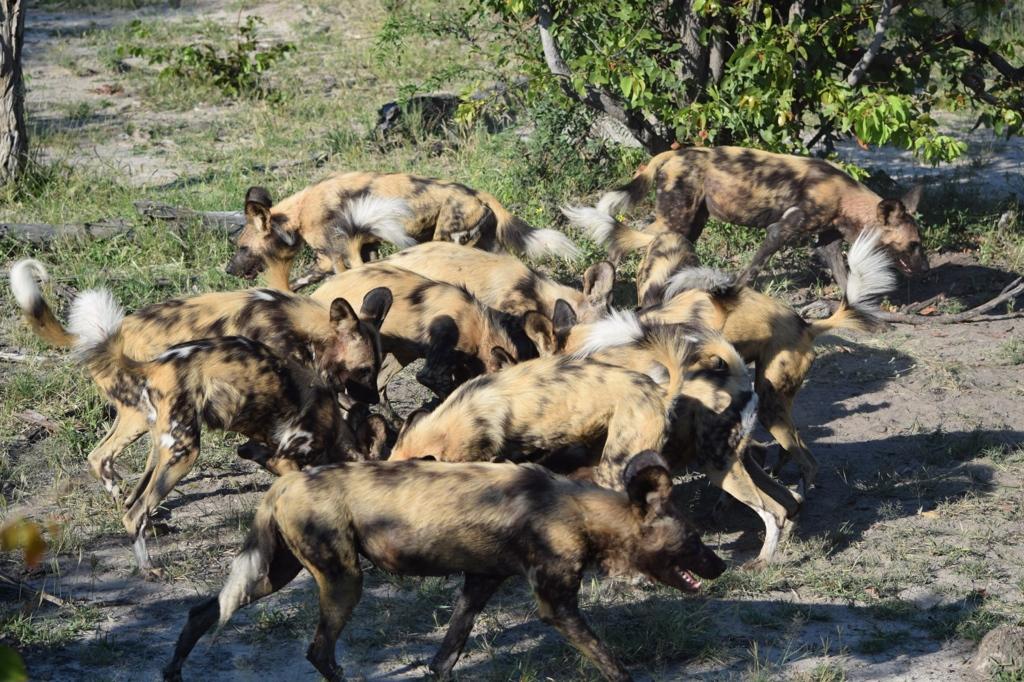 Trailing the Elusive African Wild Dog