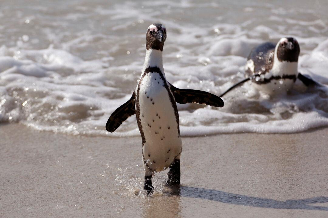 Video: Penguins Allowed to ‘March’ in Kansas City Zoo Plaza