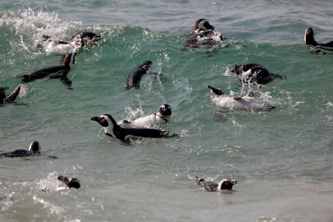 Scientists Squabble While Africa’s Only Penguins Perish