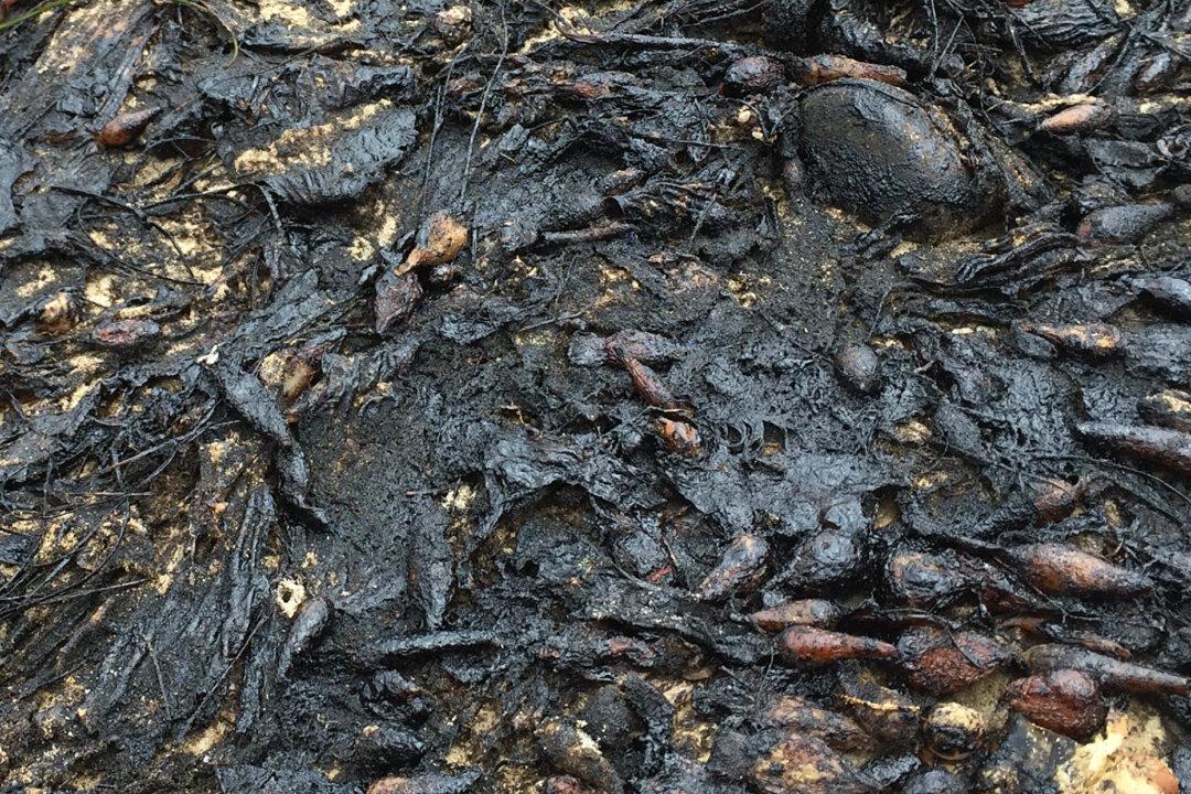 Oily Spill Closes Popular Beach at New York’s Lake George