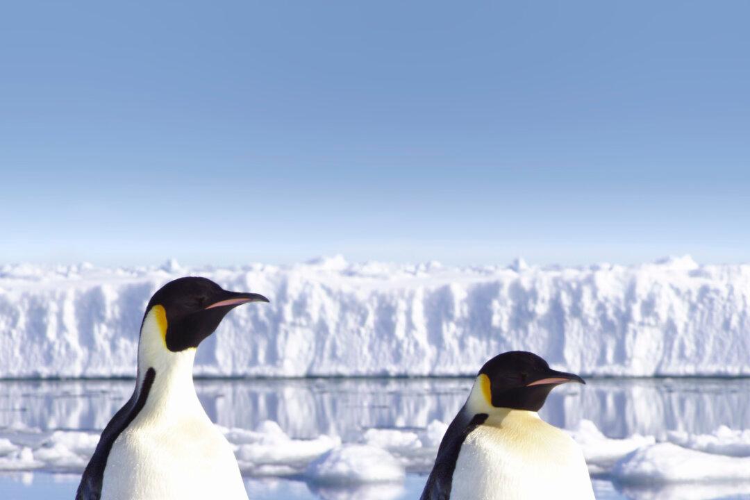 Antarctic Ice Sheets Might Last Longer Than We Thought