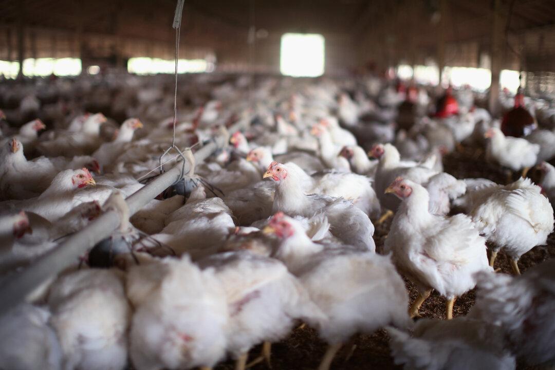 Bird-Flu Bans on US Poultry Exports Persist Even as Cases Subside