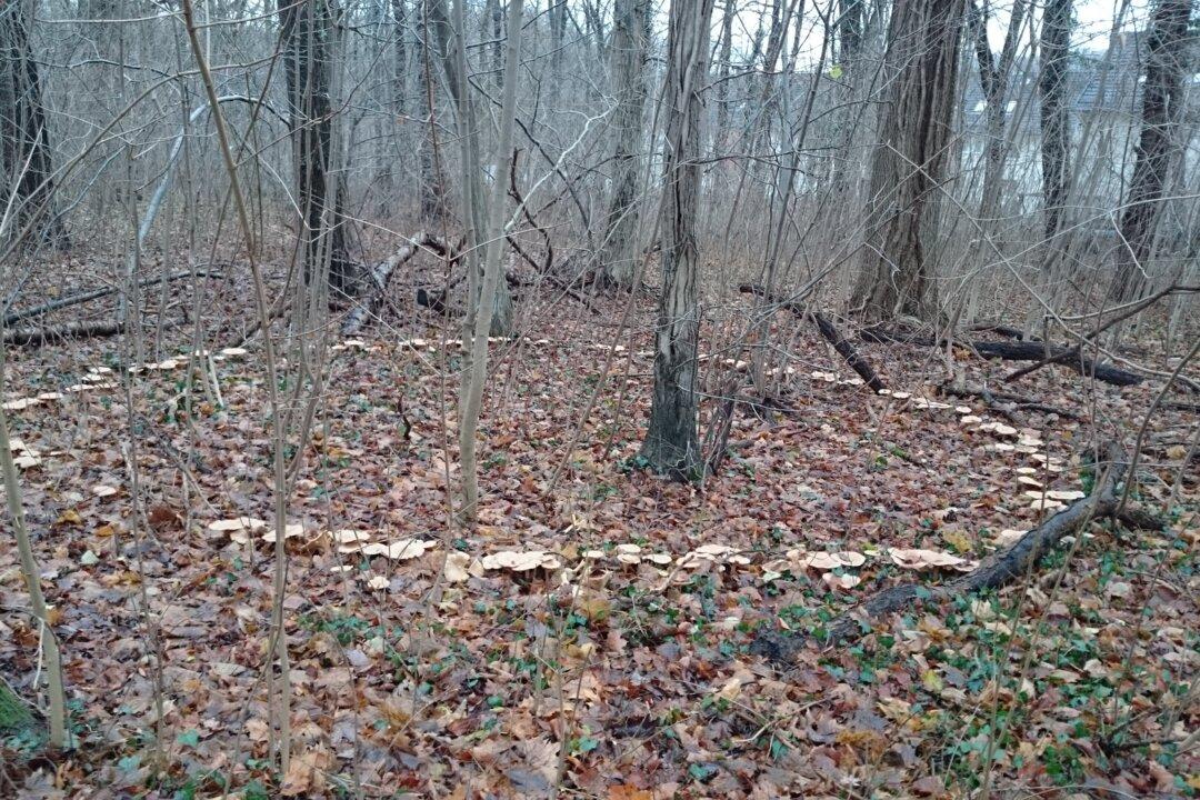Do You Dare Enter a Fairy Ring? Mythical Mushroom Portals of the Supernatural