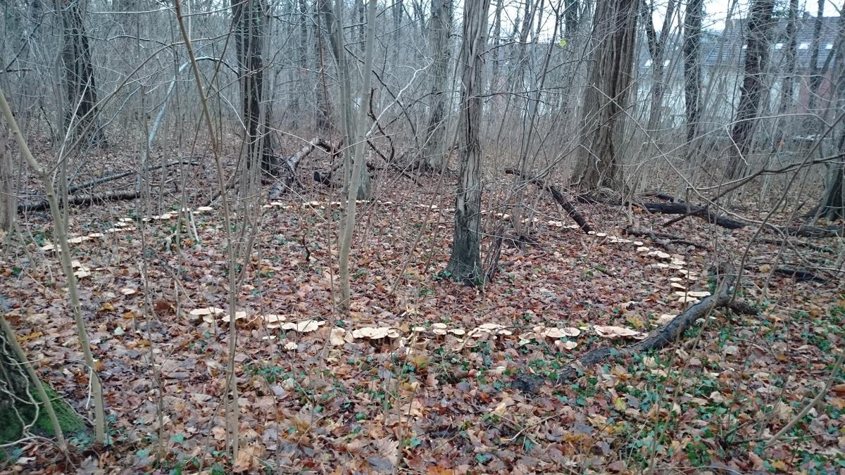 Do You Dare Enter a Fairy Ring? Mythical Mushroom Portals of the Supernatural