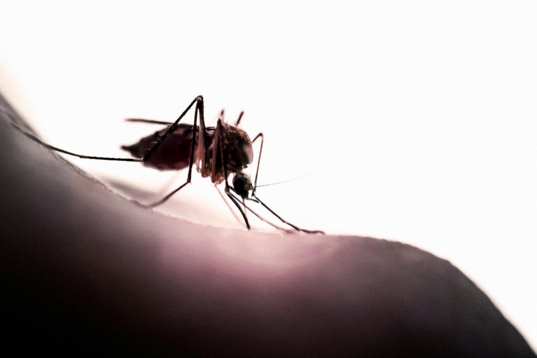Mosquitoes Use 3 Senses to Find and Bite You