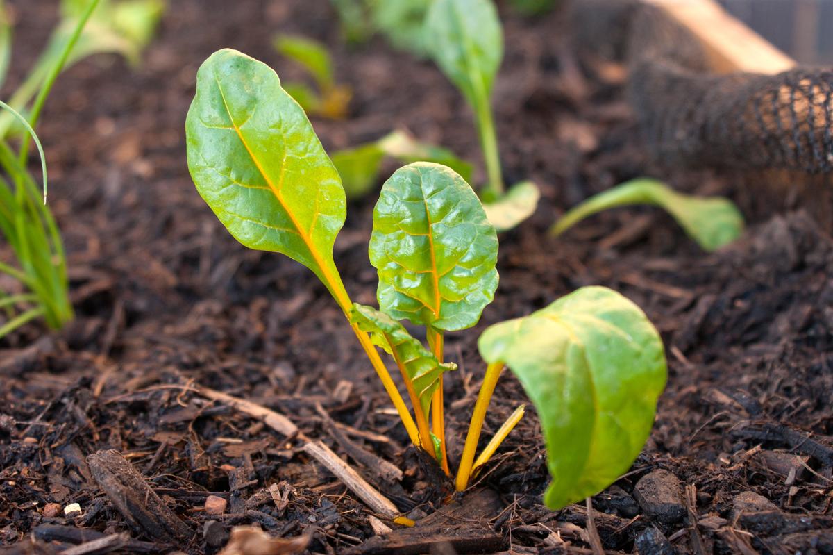 How Do Plants Remember Past Droughts?