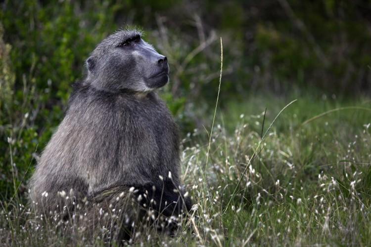 Paris Zoo Shut Down Due to 50 Baboons Escaping: Reports