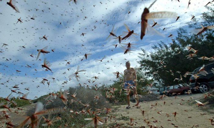 ‘We Are Walking on Locust Carpets’: Plague of Locusts Destroy Crops in Italy