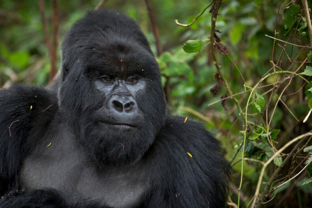 Gorilla Shot and Killed After 4-Year-Old Boy Enters Zoo Enclosure