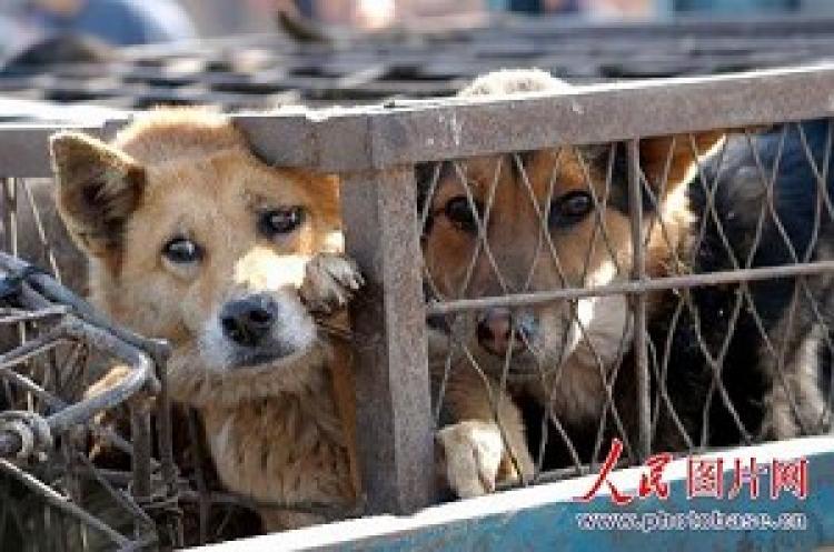 Dogs and Cats Skinned Alive for Their Fur in China