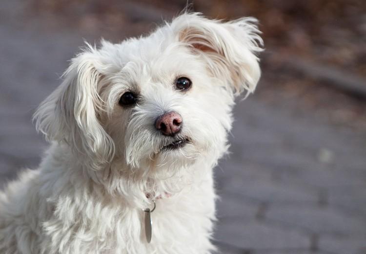 Vegan Cats and Dogs Will Benefit the Environment, Study Claims