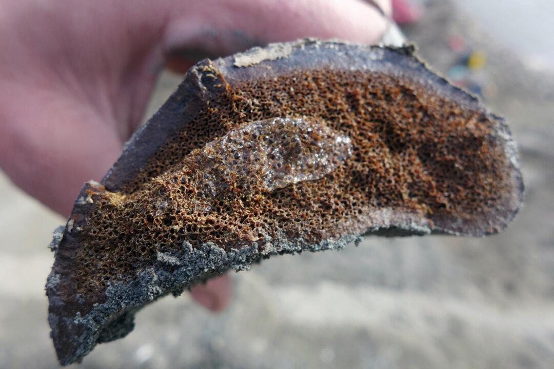 Researchers Say New Dinosaur Found in Northern Alaska