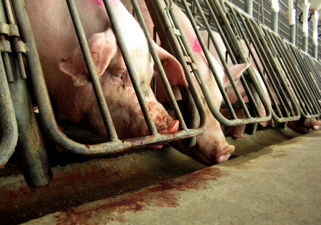 Billionaire Carl Icahn Escalates Fight Against McDonald’s On Pig Policy