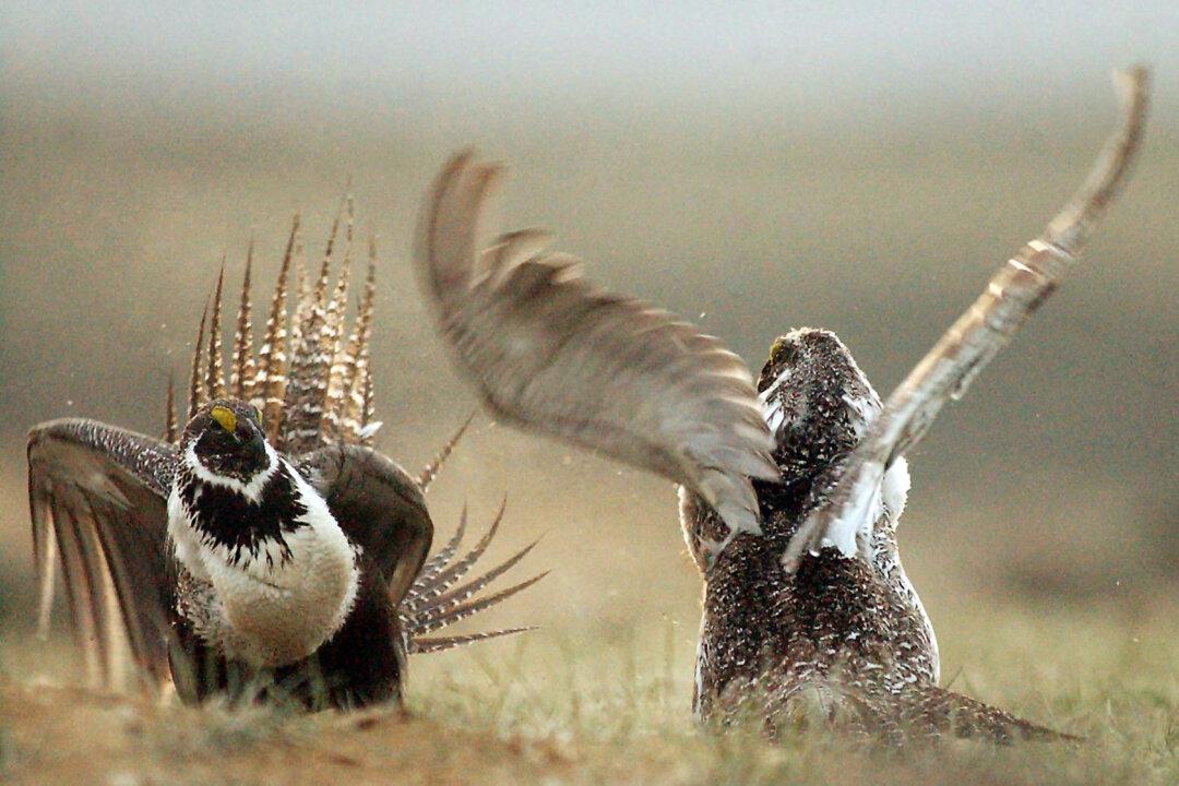 US Rejects Protections for Greater Sage Grouse Across West