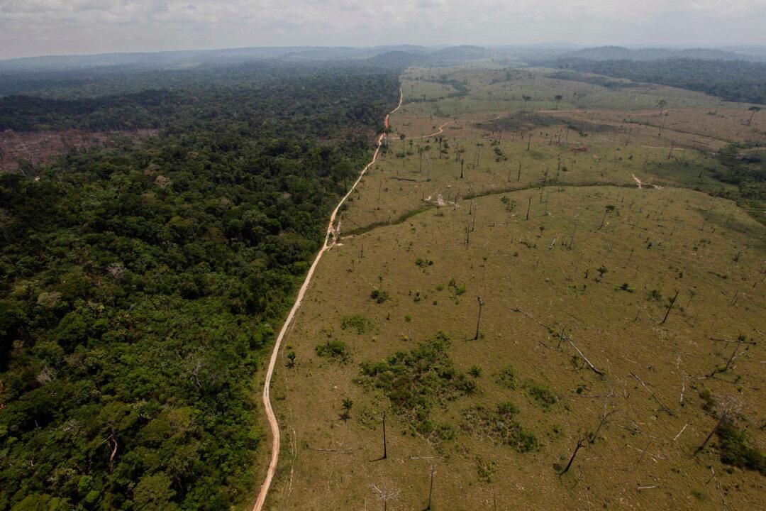 Deforestation Should Be at Heart of Climate Discussion, Says NGO Panel