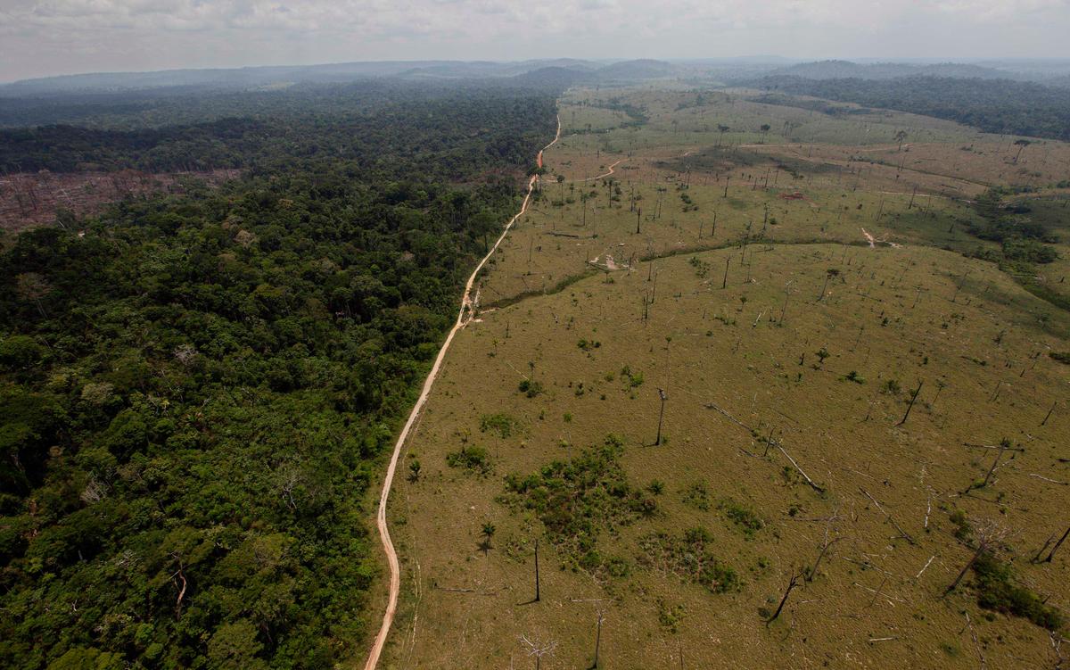 Deforestation Should Be at Heart of Climate Discussion, Says NGO Panel
