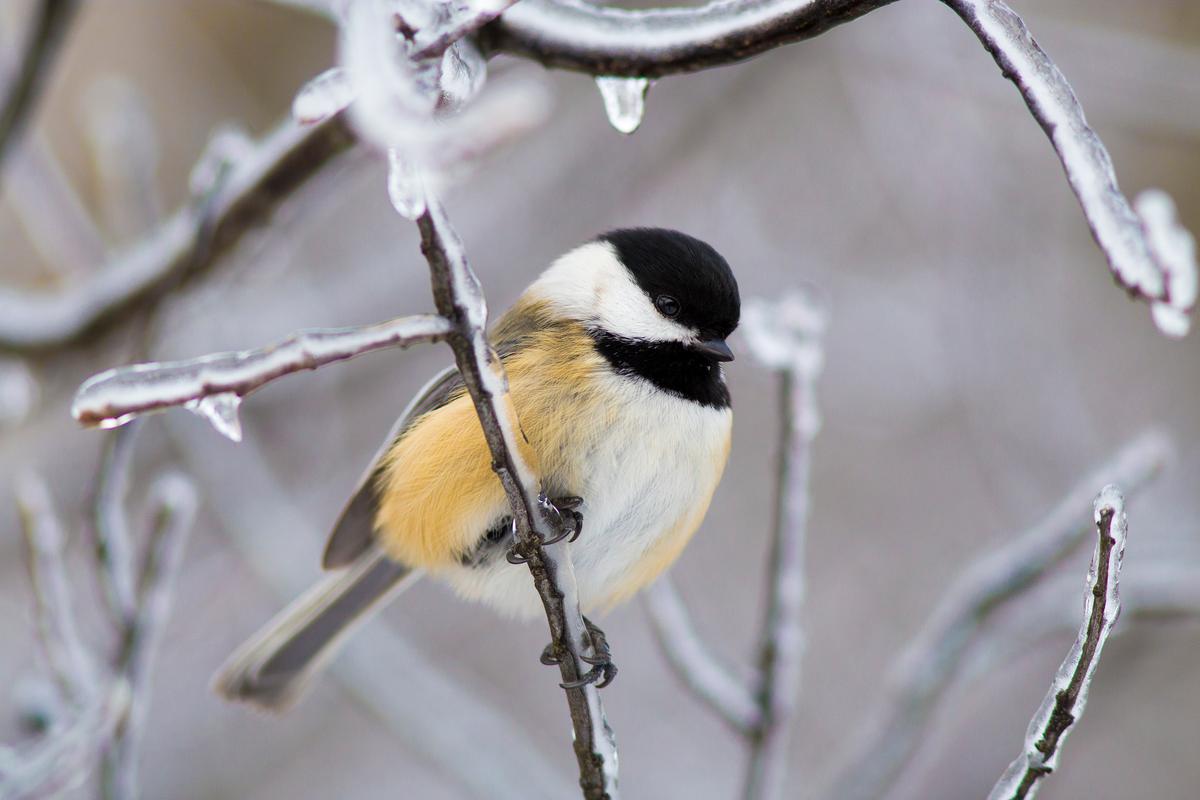 Quiet Winter Riversides May Still Be Full of Birds
