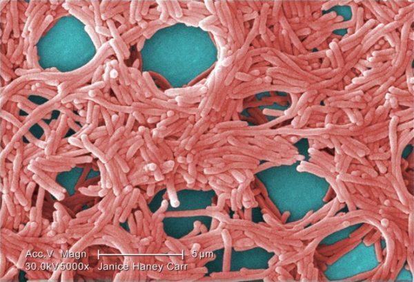 A colorized scanning electron micrograph of Legionella pneumophila bacteria. (Janice Haney Carr/CDC/Public Domain)