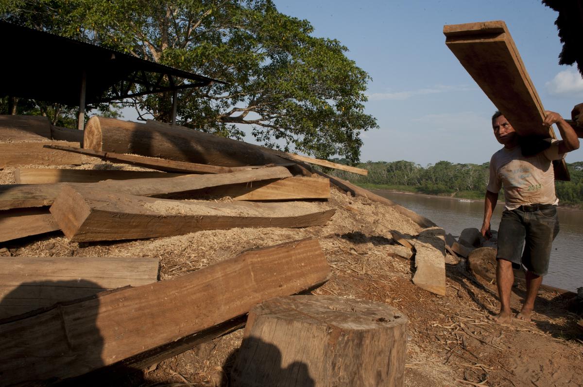 UK Plans Fines for Larger Companies if Supply Chains Involve Illegal Deforestation